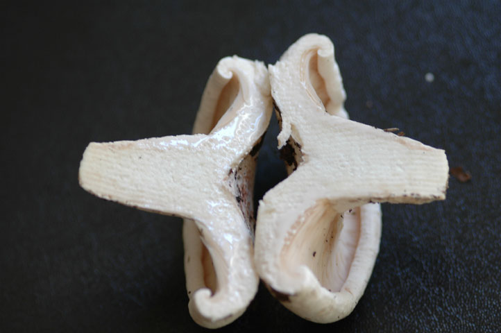 Russula...
